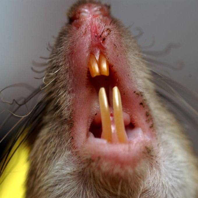 Дератизация крыс в Хмельницком?